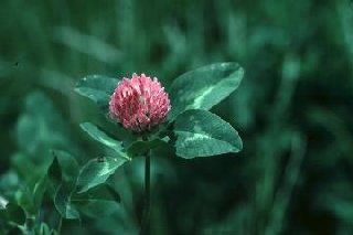 Trifolium pretense Extract