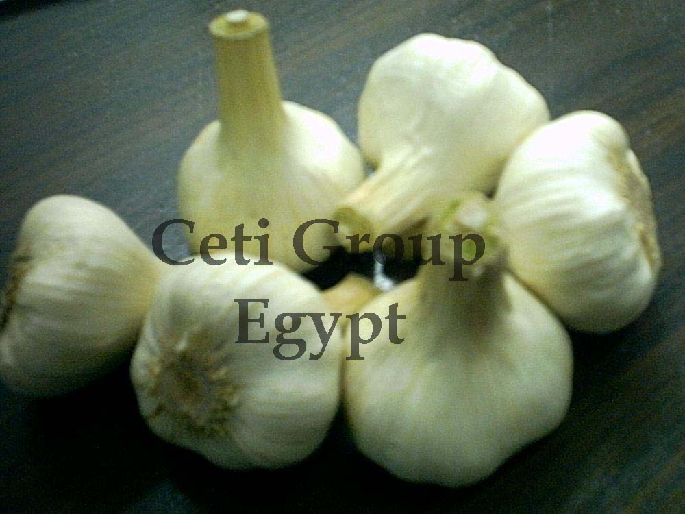 garlic