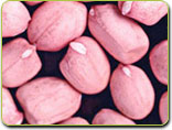 Chinese peanut kernels round type/ Hsuji type