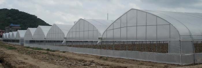 multi span greenhouse