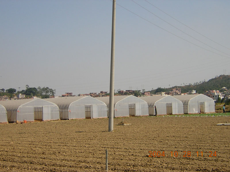 Economical Tunnel Greenhouse 