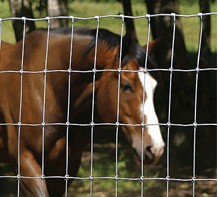 animals fence