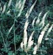 Black Cohosh P.E.