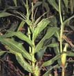 Corn Stigma P.E.