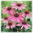 Echinacea purpurea P.E.