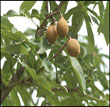 Horse Chestnut P.E.