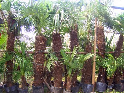 Trachycarpus fortunei (Good Quality)