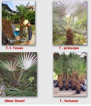 Sell Trachycarpus princeps, Trachycarpus fortunei 