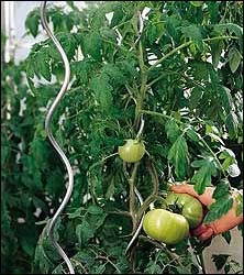 tomato growing wire