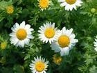 Feverfew extract