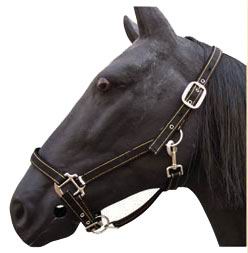 halter,horse halter,bridle,headstall,KUD30986