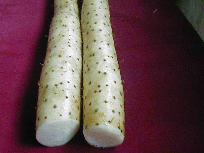 fresh chinese yam