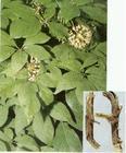 Siberian Ginseng P.E.