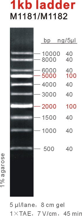 1kb DNA ladder