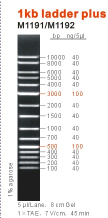 1 kb DNA ladder plus