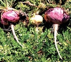 Maca Extract,plant extract