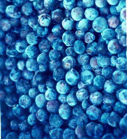 Blueberry Anthocyanin,natural pigment