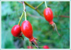 Rose Hip Powder,plant extract