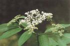 Elderberry Powder