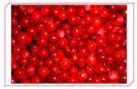 Lingonberry Extract,plant extract