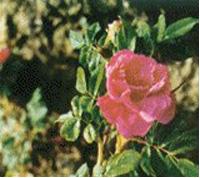 Wild rose extract,plant extract