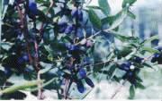 lonicera caerulea var. edulis P.E. ,plant extract