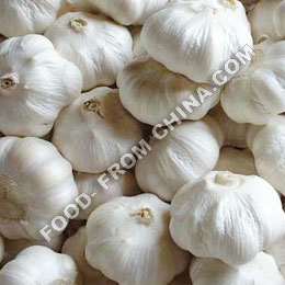 garlic 