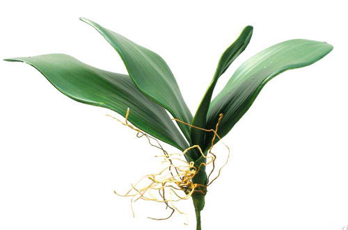 Phalaenosis Orchid Leaves