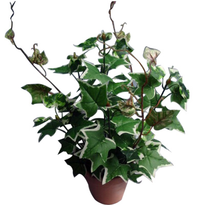 Potted Ivy