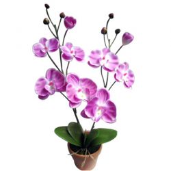 Potted small phalaenopsis orchid