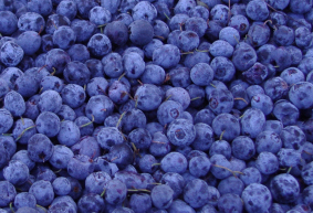 blueberry  anthocyanin