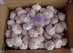 China Export Garlic