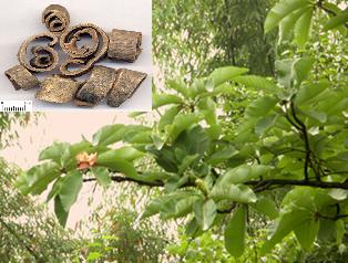 Magnolia Cortex Extract Powder