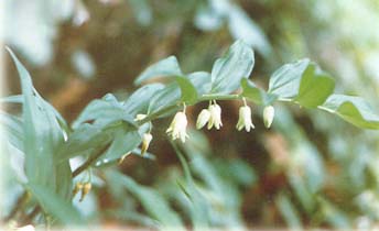 Polygonatum Extract