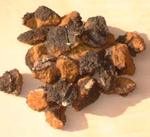 Chaga(Phellinus linteus) Extract