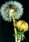 Dandelion Extract