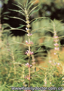 Motherwort Extract