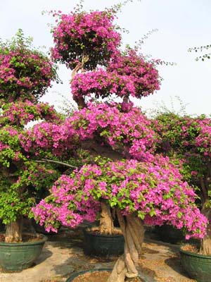 Bougainvillea