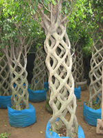 cage shape ficus