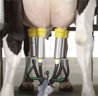 milking machine 