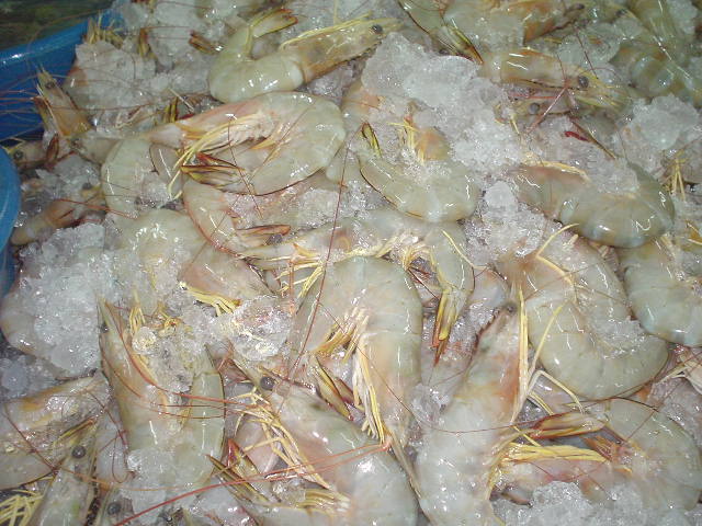 White Shrimp