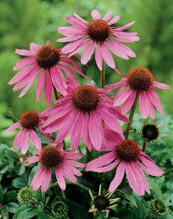 Echinacea Purpurea Extract 