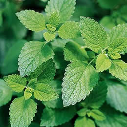 Lemon Balm P. E 