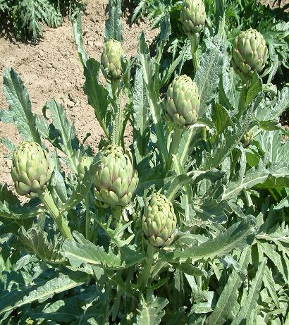 Artichoke leaf extract