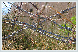 barbed wire 