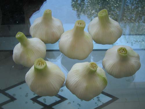 Fresh Pure White Garlic