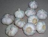 Fresh Normal White Garlic