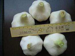 Fresh Pure White Garlic In 2007 Crop