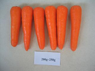 Fresh Carrot In 2007 New Crop