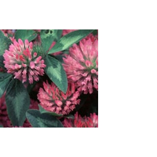 Red Clover Extract 20-40% Isoflavones